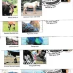 2021 Heritage Breeds Stamps - Image 3