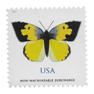 California Dogface Butterfly