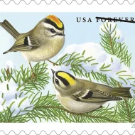 Songbirds in Snow Stamps