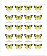California Dogface Butterfly - Image 2