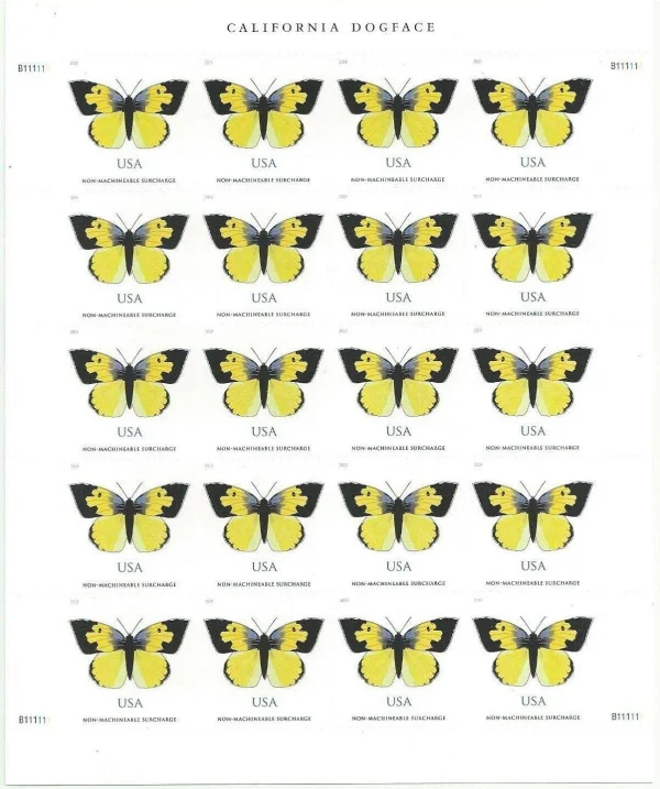 California Dogface Butterfly - Image 2