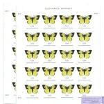 California Dogface Butterfly - Image 3