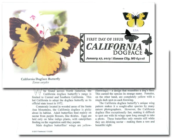 California Dogface Butterfly - Image 4
