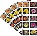 Cactus Flowers Stamps - Image 2