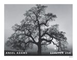 Ansel Adams Framed Stamps - Image 4